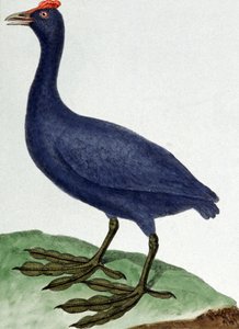 Madagaskar