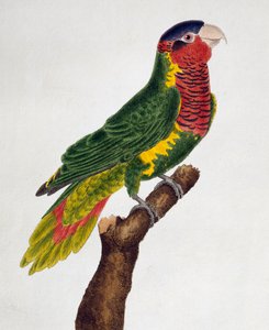 Versierde Lori (Trichoglossus ornatus), uit Histoire naturelle des oiseaux