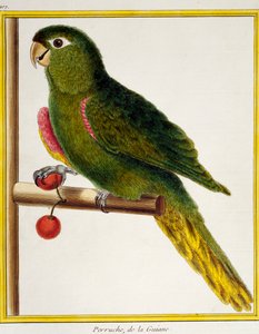 Roodschouderara (Diopsittaca nobilis), uit Histoire naturelle des oiseaux