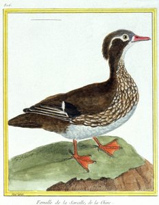 Chinese Taling. Gravure door Francois Nicolas Martinet in: Histoire naturelle des oiseaux, door Georges Louis Leclerc de Buffon, Frankrijk, ca. 1777 door Francois Nicolas Martinet