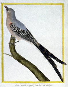Wetenschap. Zoölogie. Vliegenvanger van Mexico. Gravure door Francois Nicolas Martinet in: Histoire naturelle des oiseaux, door Georges Louis Leclerc de Buffon, Frankrijk, c.1777 door Francois Nicolas Martinet