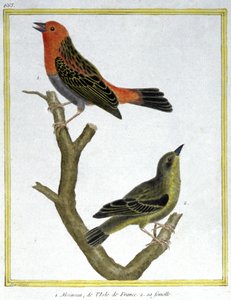 Huismus van Ile de France. Gravure door Francois Nicolas Martinet in: Histoire naturelle des oiseaux, door Georges Louis Leclerc de Buffon, Frankrijk, ca. 1777 door Francois Nicolas Martinet