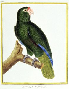 Wetenschap. Zoölogie. Papegaai van Santo Domingo. Gravure door Francois Nicolas Martinet in: Histoire naturelle des oiseaux, door Georges Louis Leclerc de Buffon, Frankrijk, ca. 1777