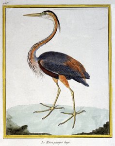Wetenschap. Zoölogie. Purperreiger. Gravure door Francois Nicolas Martinet in: Histoire naturelle des oiseaux, door Georges Louis Leclerc de Buffon, Frankrijk, c.1777
