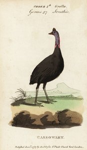 Zuidelijke kasuaris, Casuarius casuarius door Francois Nicolas Martinet