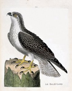 Zoologische plaat (ornithologie): de visarend (visarend of pandion haliaetus). Illustratie in “De Geschiedenis van de Vogels, Geschilderd in Hun Verschijnende en Gevoelige Aspecten” door Francois Nicolas Martinet (1731-1800). Privécollectie.