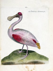 Zoologische kaart (ornithologie): Amerikaanse lepelaar (roze lepelaar of platalea ajaja). Illustratie in 