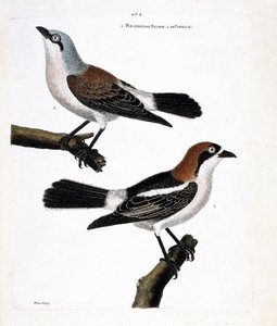 Zoologische kaart (ornithologie): Onder: de roodkopklauwier of klauwier met roodkop (lanius senator) en zijn vrouwtje (klauwier ecorcheur of lanius collurio) op de bovenste tak. door Francois Nicolas Martinet