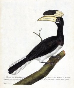 Zoologische kaart (ornithologie): Calao de Malabar (Anthracoceros coronatus) op een tak. Illustratie in “De Geschiedenis van de Vogels, Geschilderd in Hun Verschijnende en Gevoelige Aspecten” door Francois Nicolas Martinet (1731-1800). Privécollectie.