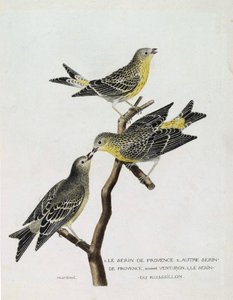 Zoologische kaart (ornithologie): Van boven naar beneden: serin du Roussillon (serin Cini of serinus serinus) op een tak, de serin de provence (venturon montagnard of serinus citrinella) en andere serin de provence. Illustratie in 