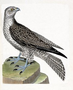 Zoologische kaart (ornithologie): IJslandse giervalk (giervalk of falco rusticolus). Illustratie in "De Geschiedenis van de Vogels, Geschilderd in Hun Verschijning en Gevoelige Aspecten" door Francois Nicolas Martinet (1731-1800). Privécollectie. door Francois Nicolas Martinet