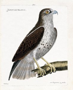 Zoologische kaart (ornithologie): Jean-le-Blanc of Jean le Blanc (circaete Jean Le Blanc of circaetus gallicus) op een tak. Illustratie in "De Geschiedenis van de Vogels, Geschilderd in Hun Verschijning en Gevoelige Aspecten" door Francois Nicolas Martinet
