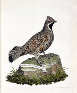Zoologische kaart (ornithologie): La gelinotte de France mannetje (gelinotte des bois of bonasia bonasia). Illustratie in 