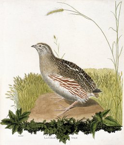 Zoologische kaart (ornithologie): Mannetje kwartel (ble kwartel of coturnix coturnix). Illustratie in "De Geschiedenis van de Vogels, Geschilderd in Hun Verschijning en Gevoelige Aspecten" door Francois Nicolas Martinet (1731-1800). Privécollectie. door Francois Nicolas Martinet