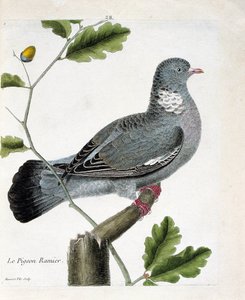 Zoologische kaart (ornithologie): De takduif (columba palumbus) op een tak. Illustratie in “De Geschiedenis van de Vogels, Geschilderd in Hun Verschijnende en Gevoelige Aspecten” door Francois Nicolas Martinet (1731-1800). Privécollectie.