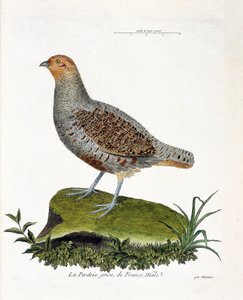Zoologische kaart (ornithologie): De grijze patrijs van Frankrijk, mannetje (grijze patrijs of patrijs). Illustratie in 
