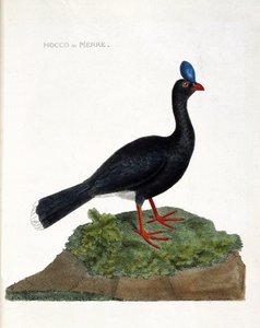 Zoologische kaart (ornithologie): De hocco of steen (Hocco een steen of pauxi pauxi). Illustratie in “De Geschiedenis van de Vogels, Geschilderd in Hun Verschijnende en Gevoelige Aspecten” door Francois Nicolas Martinet (1731-1800). Privécollectie. door Francois Nicolas Martinet