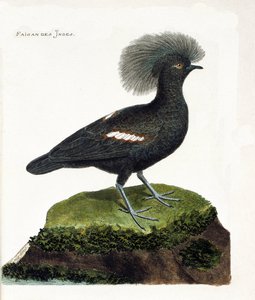 Zoologische kaart (ornithologie): De fazant van India (goura kroon of goura cristata). Illustratie in “De Geschiedenis van de Vogels, Geschilderd in Hun Verschijnende en Gevoelige Aspecten” door Francois Nicolas Martinet (1731-1800). Privécollectie. door Francois Nicolas Martinet