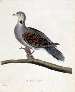 Zoologische kaart (ornithologie): Houtduif (houtduif of streptopelia turtur) op een tak. Illustratie in "De Geschiedenis van de Vogels, Geschilderd in Hun Verschijning en Gevoelige Aspecten" door Francois Nicolas Martinet (1731-1800). Privécollectie.