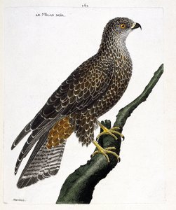 Zoologische kaart (ornithologie): zwarte milvus migrans op een tak. Illustratie in “De Geschiedenis van de Vogels, Geschilderd in Hun Verschijnende en Gevoelige Aspecten” door Francois Nicolas Martinet (1731-1800). Privécollectie. door Francois Nicolas Martinet