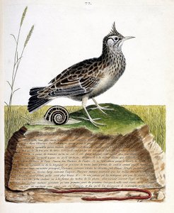 Zoologische kaart (ornithologie): cochevis (cochevis huppe of Galerida cristata). Illustratie in “De Geschiedenis van de Vogels, Geschilderd in Hun Verschijnende en Gevoelige Aspecten” door Francois Nicolas Martinet (1731-1800). Privécollectie. door Francois Nicolas Martinet