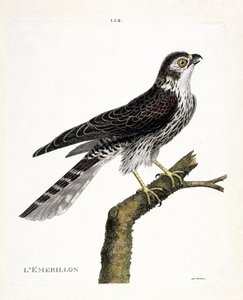Zoologische kaart (ornithologie): emerillon (emerillon valk of falco colombarius) op een tak. Illustratie in “De Geschiedenis van de Vogels, Geschilderd in Hun Verschijnende en Gevoelige Aspecten” door Francois Nicolas Martinet (1731-1800). Privécollectie.