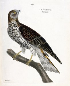 Zoologische kaart (ornithologie): vrouwtje soubuse (busard saint martin of circus cyaneus) op een tak. Illustratie in "De Geschiedenis van de Vogels, Geschilderd in Hun Verschijning en Gevoelige Aspecten" door Francois Nicolas Martinet (1731-1800). Privéco door Francois Nicolas Martinet