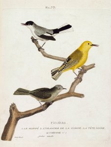 Zoologische kaart (ornithologie): vijgenbomen. Van onder naar boven: de hop (california gobemoucheron of polioptila california), de oranje van de guian (oranje zanger of protonotaria citrea) en de zwarte kop van Caienne (tropische gobemoucheron of poliopti