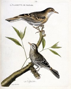Zoologische kaart (ornithologie): van boven naar beneden: de veldleeuwerik (veldleeuwerik of anthus campestris) en de graspieper (graspieper of anthus pratensis) op een tak. Illustratie in 