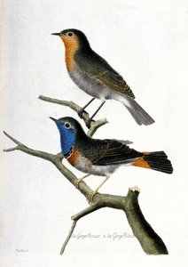 Zoologische kaart (ornithologie): van boven naar beneden: de roodborst (roodborst of erithacus rubecula) en de blauwborst (blauwborst of luscinia svecica) op een tak. Illustratie in "De Geschiedenis van de Vogels, Geschilderd in Hun Verschijning en Gevoeli