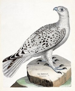 Zoologische kaart (ornithologie): giervalk (falco rusticolus). Illustratie in 