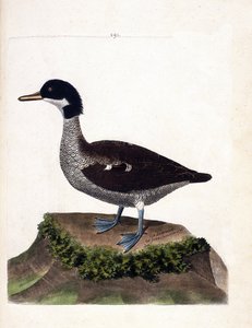 Zoologische kaart (ornithologie): Javaanse taling (Javaanse taling of anas gibberifrons). Illustratie in 