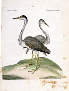 Zoologische kaart (ornithologie): mannetje en vrouwtje reiger (reiger as of ardea cinerea). Illustratie in "De Geschiedenis van de Vogels, Geschilderd in Hun Verschijning en Gevoelige Aspecten" door Francois Nicolas Martinet (1731-1800). Privécollectie.