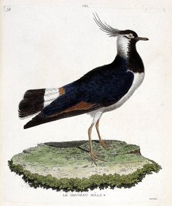 Zoologische kaart (ornithologie): kievit (kievit of vanellus vanellus). Illustratie in 