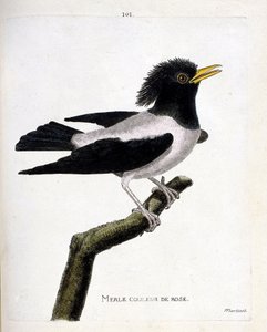 Zoologische kaart (ornithologie): roze merel (roze spreeuw of sturnus roseus) op een tak. Illustratie in “De Geschiedenis van de Vogels, Geschilderd in Hun Verschijnende en Gevoelige Aspecten” door Francois Nicolas Martinet (1731-1800). Privécollectie. door Francois Nicolas Martinet