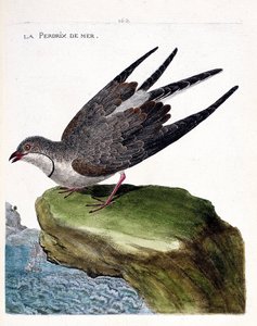 Zoologische kaart (ornithologie): zee patrijs (glareola pratincola). Illustratie in 