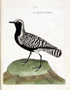 Zoologische kaart (ornithologie): de Zwitserse lam (zilveren plevier of pluvialis squatarola). Illustratie in “De Geschiedenis van de Vogels, Geschilderd in Hun Verschijnende en Gevoelige Aspecten” door Francois Nicolas Martinet (1731-1800). Privécollectie door Francois Nicolas Martinet