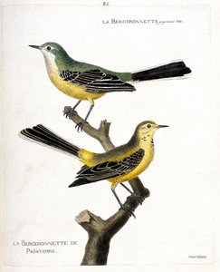 Zoologische kaart (ornithologie): de kwikstaart zelf en de lente kwikstaart (lente kwikstaart of motacilla flava) op een tak. Illustratie in 