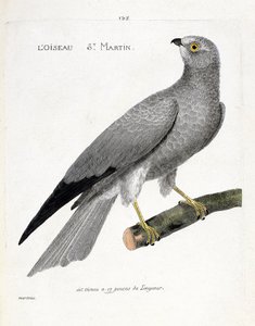 Zoologische kaart (ornithologie): de vogel sint maarten (busard sint maarten of circus cyaneus) op een tak. Illustratie in 