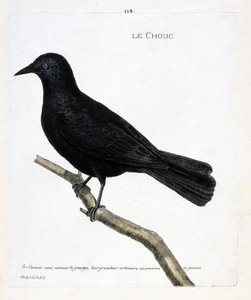 Zoologische kaart (ornithologie): de kauw (kauw of corvus monedula) op een tak. Illustratie in 