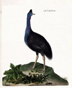 Zoologische kaart (ornithologie): de casoar (casoar met helm of cassuarius cassuarius). Illustratie in 