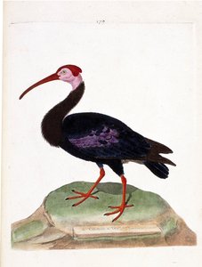 Zoologische kaart (ornithologie): de wulp heeft een kale kop van de kaap de goede hoop (ibis du cap of geronticus calvus). Illustratie in "De Geschiedenis van de Vogels, Geschilderd in Hun Verschijning en Gevoelige Aspecten" door Francois Nicolas Martinet  door Francois Nicolas Martinet