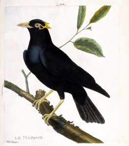 Zoologische kaart (ornithologie): de mainate (religieuze mainate of gracula religiosa) op een tak. Illustratie in “De Geschiedenis van de Vogels, Geschilderd in Hun Verschijnende en Gevoelige Aspecten” door Francois Nicolas Martinet (1731-1800). Privécolle door Francois Nicolas Martinet