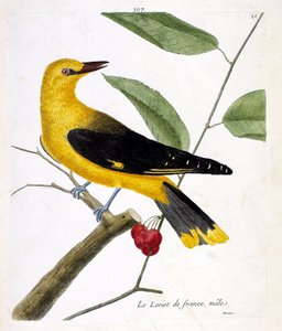 Zoologische kaart (ornithologie): de mannelijke Franse wielewaal (Europese wielewaal of oriolus oriolus) op een tak. Illustratie in 