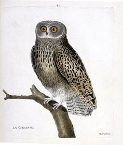 Zoologische kaart (ornithologie): de uil (hulotte uil of strix aluco) op een tak. Illustratie in "De Geschiedenis van de Vogels, Geschilderd in Hun Verschijning en Gevoelige Aspecten" door Francois Nicolas Martinet (1731-1800). Privécollectie. door Francois Nicolas Martinet