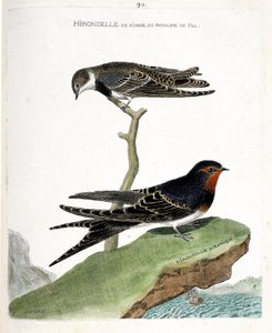 Zoologische kaart (ornithologie): de oeverzwaluw van het koninkrijk Fez (Riparia riparia) op een tak en de Afrikaanse zwaluw (boerenzwaluw of Hirundo rustica). Illustratie in 