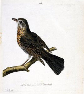 Zoologische kaart (ornithologie): de lijster die gewoonlijk de calandrotte wordt genoemd op een tak. Illustratie in "De Geschiedenis van de Vogels, Geschilderd in Hun Verschijning en Gevoelige Aspecten" door Francois Nicolas Martinet (1731-1800). Privécoll