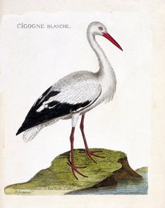 Zoologische kaart (ornithologie): de ooievaar (ooievaar of ciconia ciconia). Illustratie in 