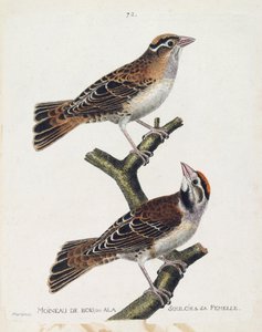 Zoologische kaart (ornithologie): de houtmus of de relief (Hudson mus of spizea arborea) en zijn vrouwtje (relief mus of petronia petronia). Illustratie in 