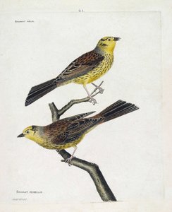 Zoologische kaart (ornithologie): boven naar beneden: Mannetje en vrouwtje mussen (gele mus of Emberiza citrinella). Illustratie in 